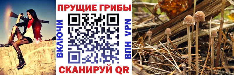 OMG рабочий сайт  что такое наркотик  Чадан  Галлюциногенные грибы MAGIC MUSHROOMS 